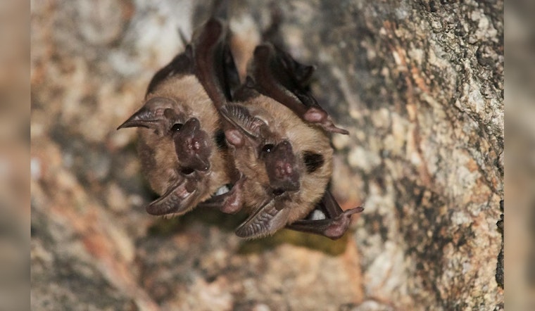 Austin Nonprofit to the Rescue, Bats Saved from Adhesive Bird Repellent's Sticky Grip