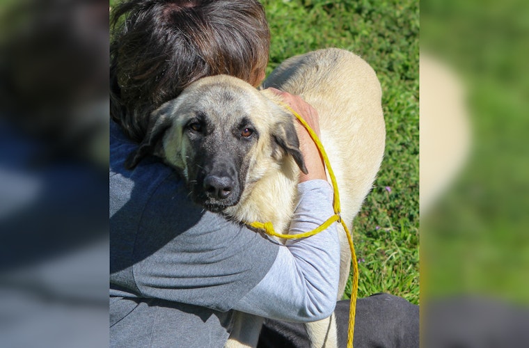 Austin Nonprofits Champion End-of-Life Care for Pets Through Innovative 'Fospice' Programs