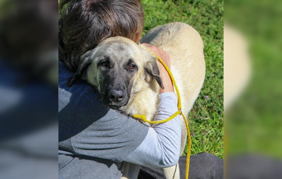 Austin Nonprofits Champion End-of-Life Care for Pets Through Innovative 'Fospice' Programs