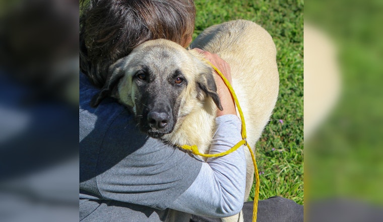 Austin Nonprofits Champion End-of-Life Care for Pets Through Innovative 'Fospice' Programs