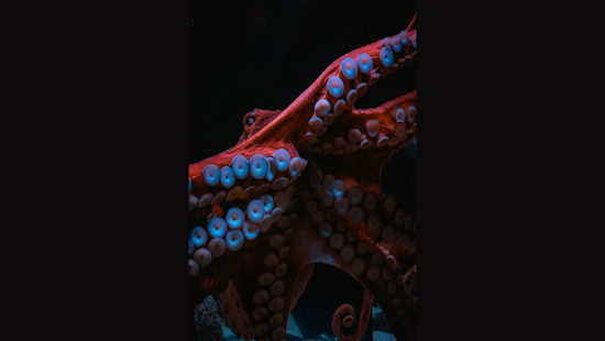 Best-Selling Author and Activists Protest Planned Octopus Farm in Canary Islands Over Ethical Concerns
