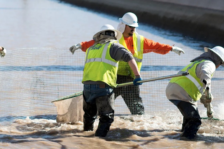 Biological Innovation Unveiled as 12,000 White Amur Fish Released to Clean Phoenix's SRP Canals