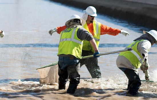 Biological Innovation Unveiled as 12,000 White Amur Fish Released to Clean Phoenix's SRP Canals