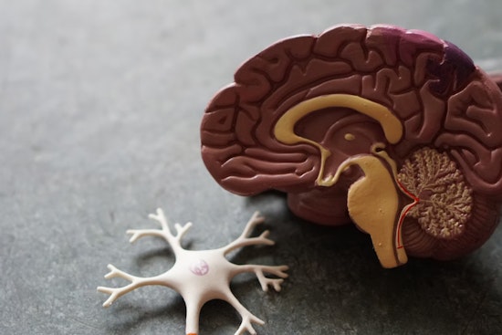 Boston University Study Reveals Breakthrough in Diagnosing Brain Trauma