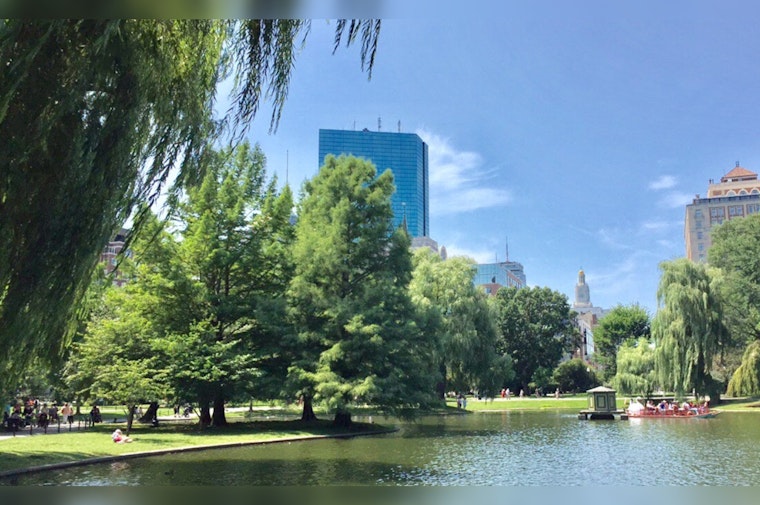 Boston Unveils Urban Tree Data on Analyze Boston for Public Insight and Research