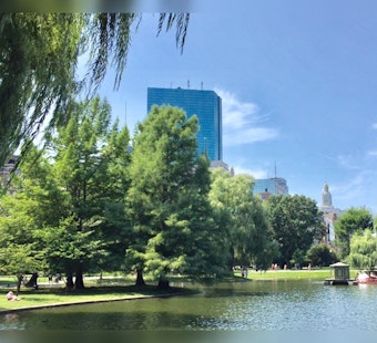 Boston Unveils Urban Tree Data on Analyze Boston for Public Insight and Research