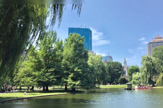 Boston Unveils Urban Tree Data on Analyze Boston for Public Insight and Research