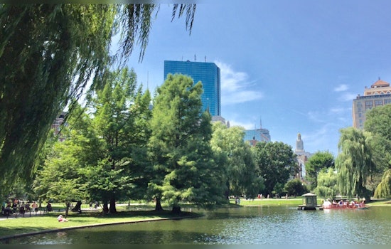 Boston Unveils Urban Tree Data on Analyze Boston for Public Insight and Research