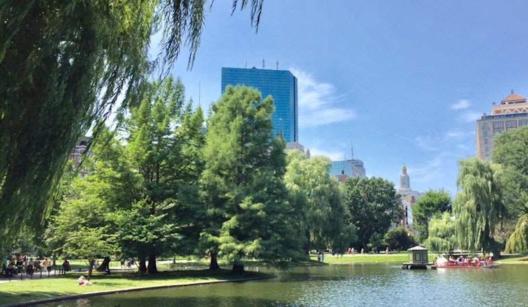 Boston Unveils Urban Tree Data on Analyze Boston for Public Insight and Research