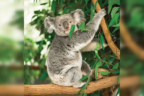 Brookfield Zoo Welcomes First-Ever Koalas and Adorable Grey Seal Pup in Flurry of New Exhibits