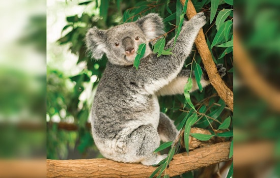 Brookfield Zoo Welcomes First-Ever Koalas and Adorable Grey Seal Pup in Flurry of New Exhibits