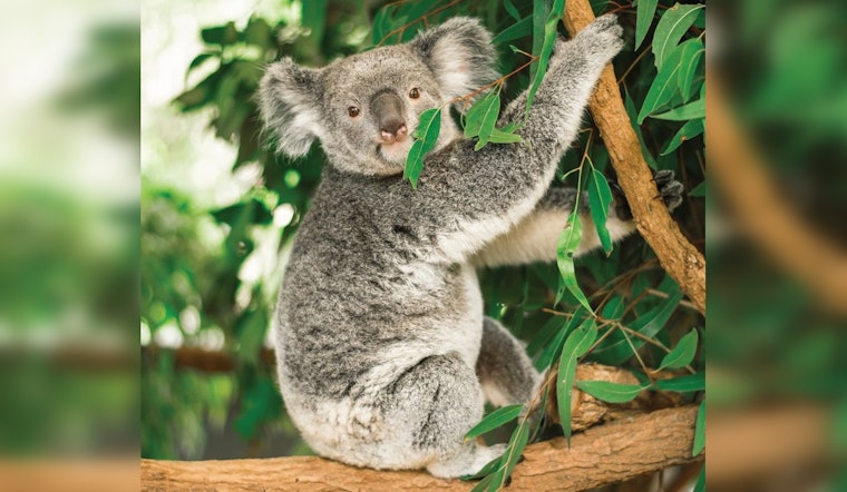 Brookfield Zoo Welcomes First-Ever Koalas and Adorable Grey Seal Pup in Flurry of New Exhibits