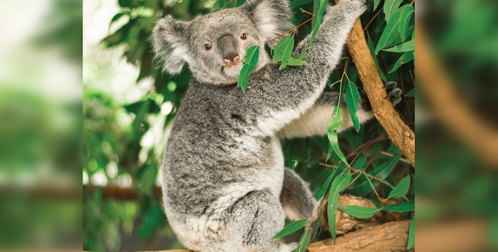 Brookfield Zoo Welcomes First-Ever Koalas and Adorable Grey Seal Pup in Flurry of New Exhibits