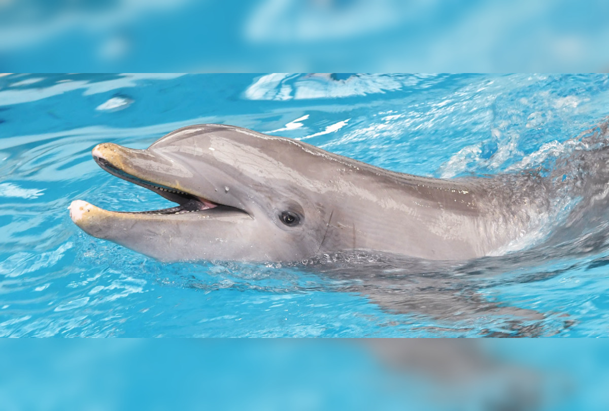 Brookfield Zoo's Bottlenose Dolphins Return to Revamped $10 Million
