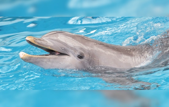 Brookfield Zoo's Bottlenose Dolphins Return to Revamped $10 Million Habitat in Chicago