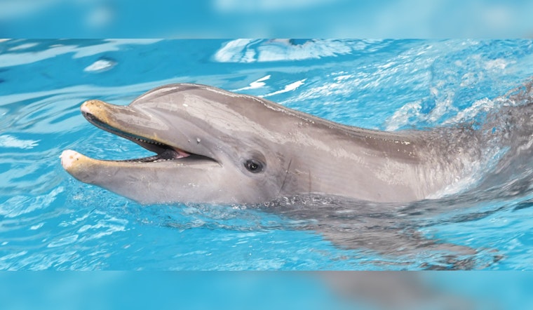 Brookfield Zoo's Bottlenose Dolphins Return to Revamped $10 Million Habitat in Chicago