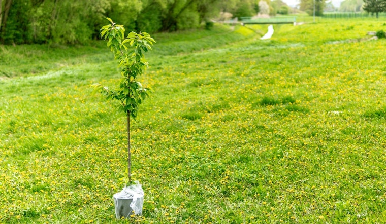Brooklyn Park's Annual Arbor Day Tree Sale Returns May 4 with Deals for Local Green Thumbs