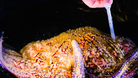 California's Birch Aquarium Sparks New Life into Critically Endangered Sunflower Sea Stars with Spawning Breakthrough