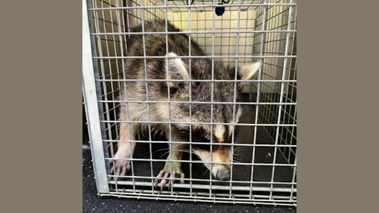 Carrollton Urges Pet Owners to Vaccinate as Raccoon Distemper Cases Rise in North Texas