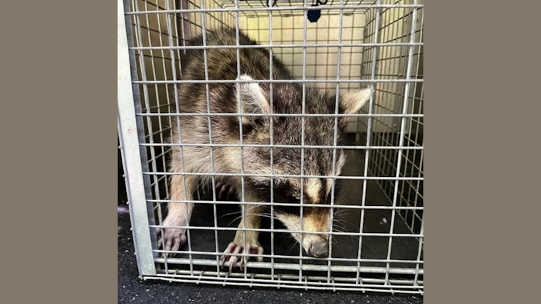 Carrollton Urges Pet Owners to Vaccinate as Raccoon Distemper Cases Rise in North Texas