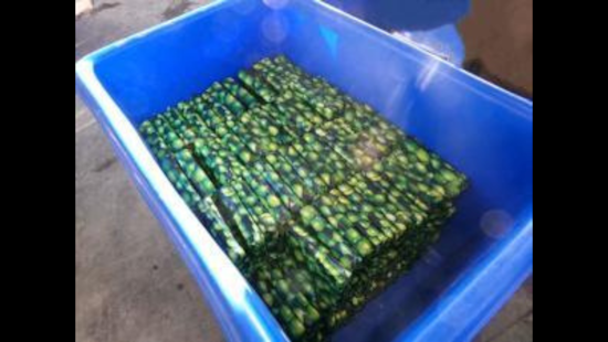 CBP at California's Otay Mesa Seizes Over $3 Million in Cocaine Hidden in Lime Shipment