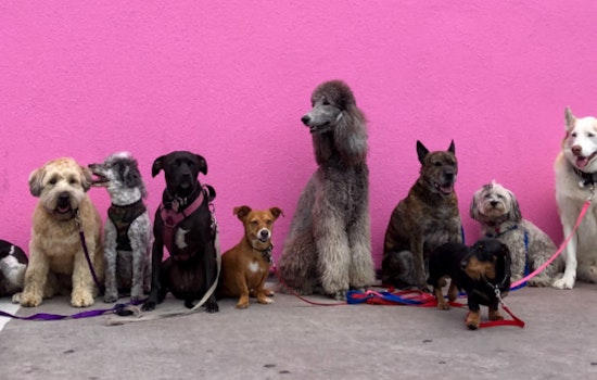 Central Texas Embraces In-Home Pet Hospice Care, Community Seeks 'Unicorn Home' for Shelter Dog