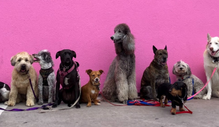 Central Texas Embraces In-Home Pet Hospice Care, Community Seeks 'Unicorn Home' for Shelter Dog
