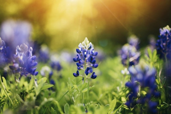 Central Texas Set to Dazzle with Above-Average Bluebonnet Blooms, Says Wildflower Center