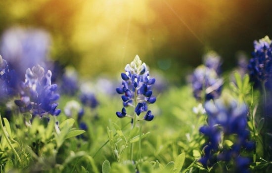 Central Texas Set to Dazzle with Above-Average Bluebonnet Blooms, Says Wildflower Center