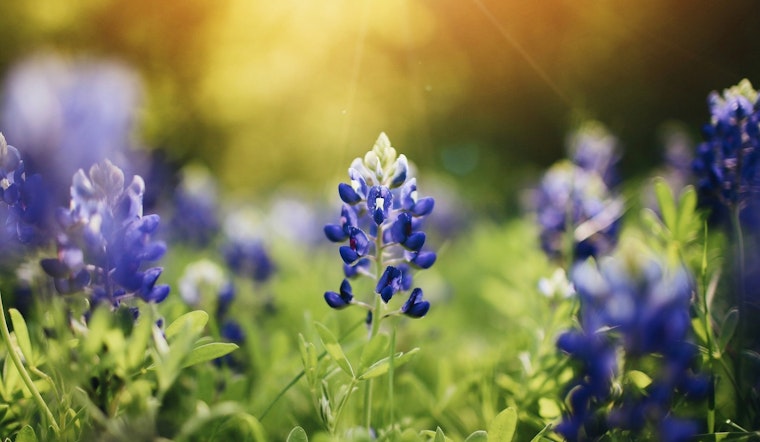 Central Texas Set to Dazzle with Above-Average Bluebonnet Blooms, Says Wildflower Center