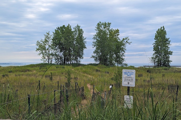Chicago Park District Honors Beloved Piping Plovers with "Monty and Rose Wildlife Habitat" Naming