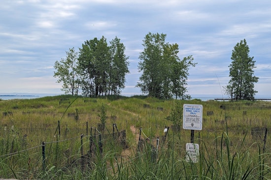 Chicago Park District Honors Beloved Piping Plovers with "Monty and Rose Wildlife Habitat" Naming