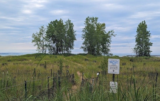 Chicago Park District Honors Beloved Piping Plovers with "Monty and Rose Wildlife Habitat" Naming
