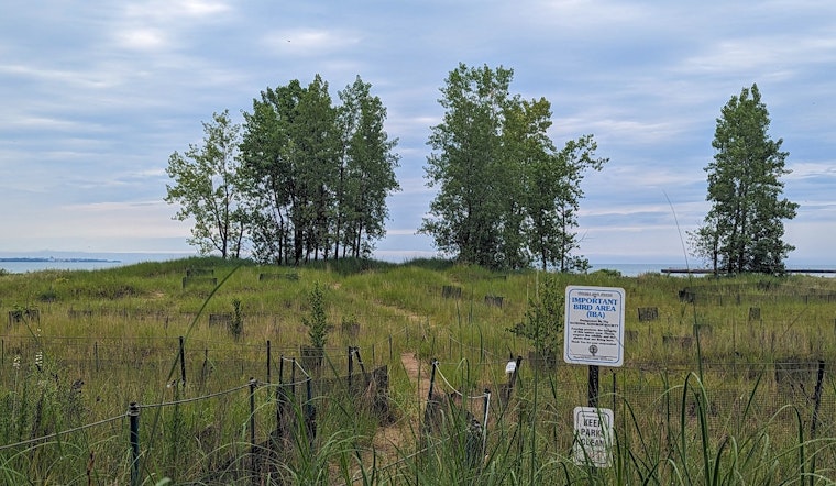 Chicago Park District Honors Beloved Piping Plovers with "Monty and Rose Wildlife Habitat" Naming