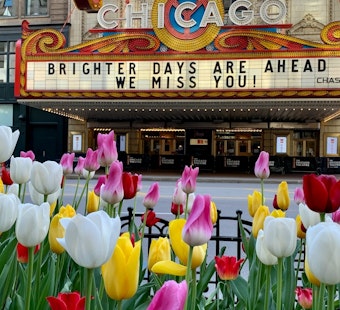 Chicago's Michigan Avenue Tulips Bloom Early After Warmest Winter in Decades
