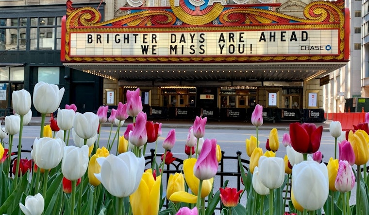 Chicago's Michigan Avenue Tulips Bloom Early After Warmest Winter in Decades