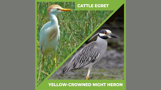 City of Allen Initiates Noise Barrage to Prevent Migratory Birds from Nesting in Local Parks