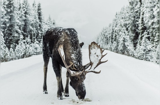 Climate Shifts Halt Michigan's Iconic Isle Royale Wolf and Moose Study for First Time in Decades