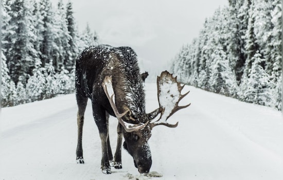 Climate Shifts Halt Michigan's Iconic Isle Royale Wolf and Moose Study for First Time in Decades
