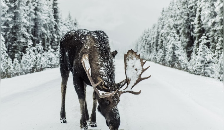 Climate Shifts Halt Michigan's Iconic Isle Royale Wolf and Moose Study for First Time in Decades