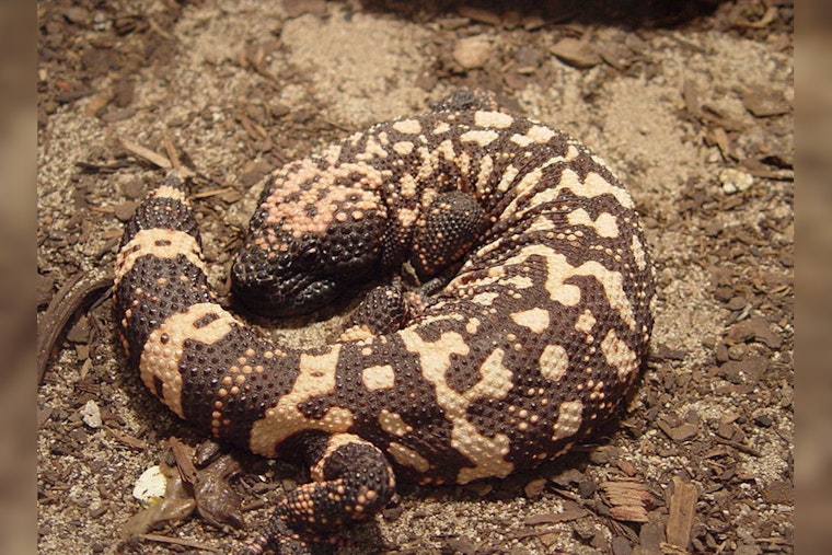 Colorado Man Dies After Illegal Pet Gila Monster Bite, Rare Fatality Prompts Investigation in Lakewood