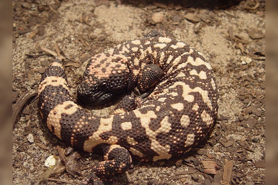 Colorado Man Dies After Illegal Pet Gila Monster Bite, Rare Fatality Prompts Investigation in Lakewood