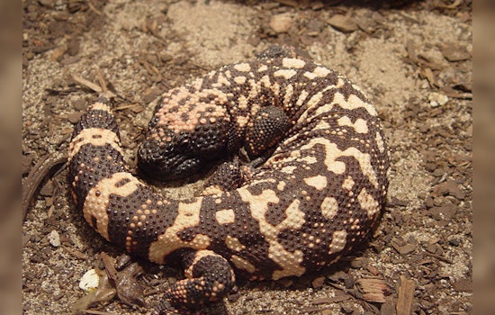 Colorado Man Dies After Illegal Pet Gila Monster Bite, Rare Fatality Prompts Investigation in Lakewood