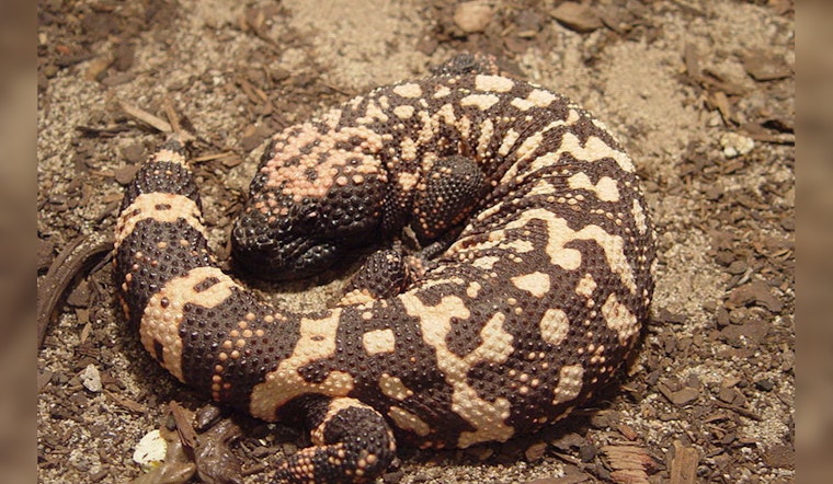Colorado Man Dies After Illegal Pet Gila Monster Bite, Rare Fatality Prompts Investigation in Lakewood