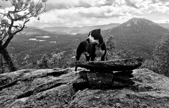 Colorado Pooch Patches Appears Near Mexico After 4-Year Odyssey from Rocky Mountain
