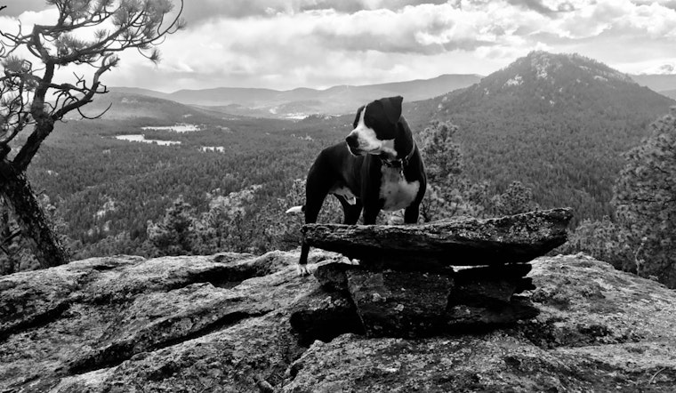 Colorado Pooch Patches Appears Near Mexico After 4-Year Odyssey from Rocky Mountain