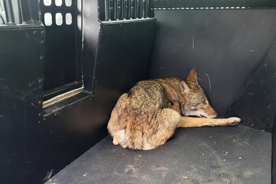Coyote Suspected in Child Attacks Captured Near Local Park