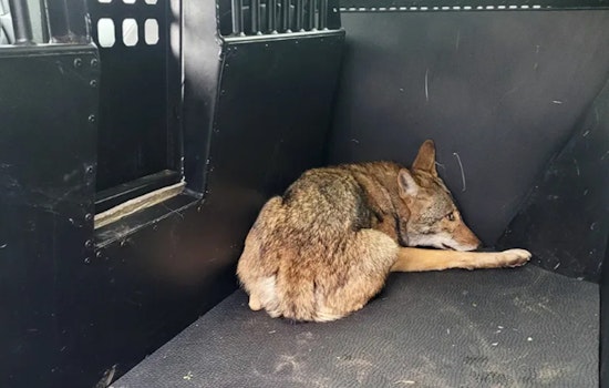 Coyote Suspected in Child Attacks Captured Near Local Park