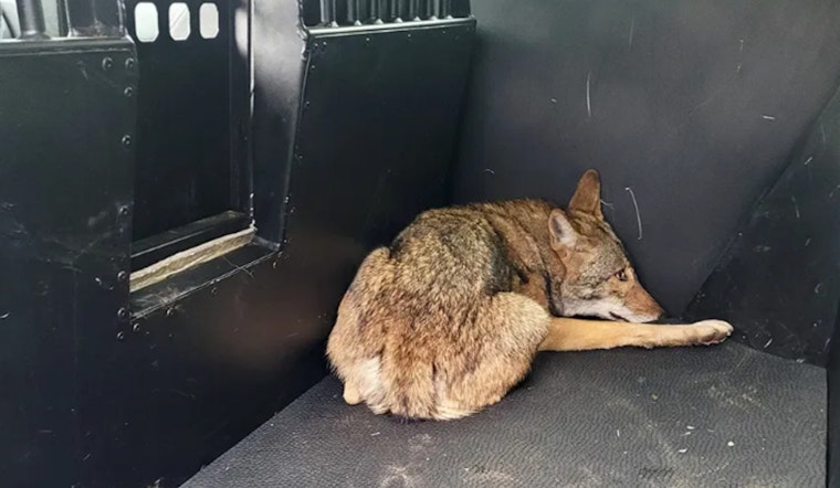 Coyote Suspected in Child Attacks Captured Near Local Park