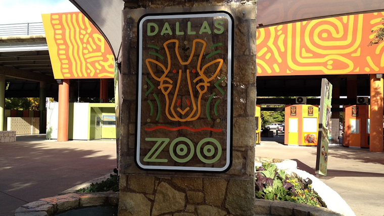 Dallas and Fort Worth Zoo Animals Predict Super Bowl Winner, 49ers Will Triumph as Foretold by Furry Forecasters